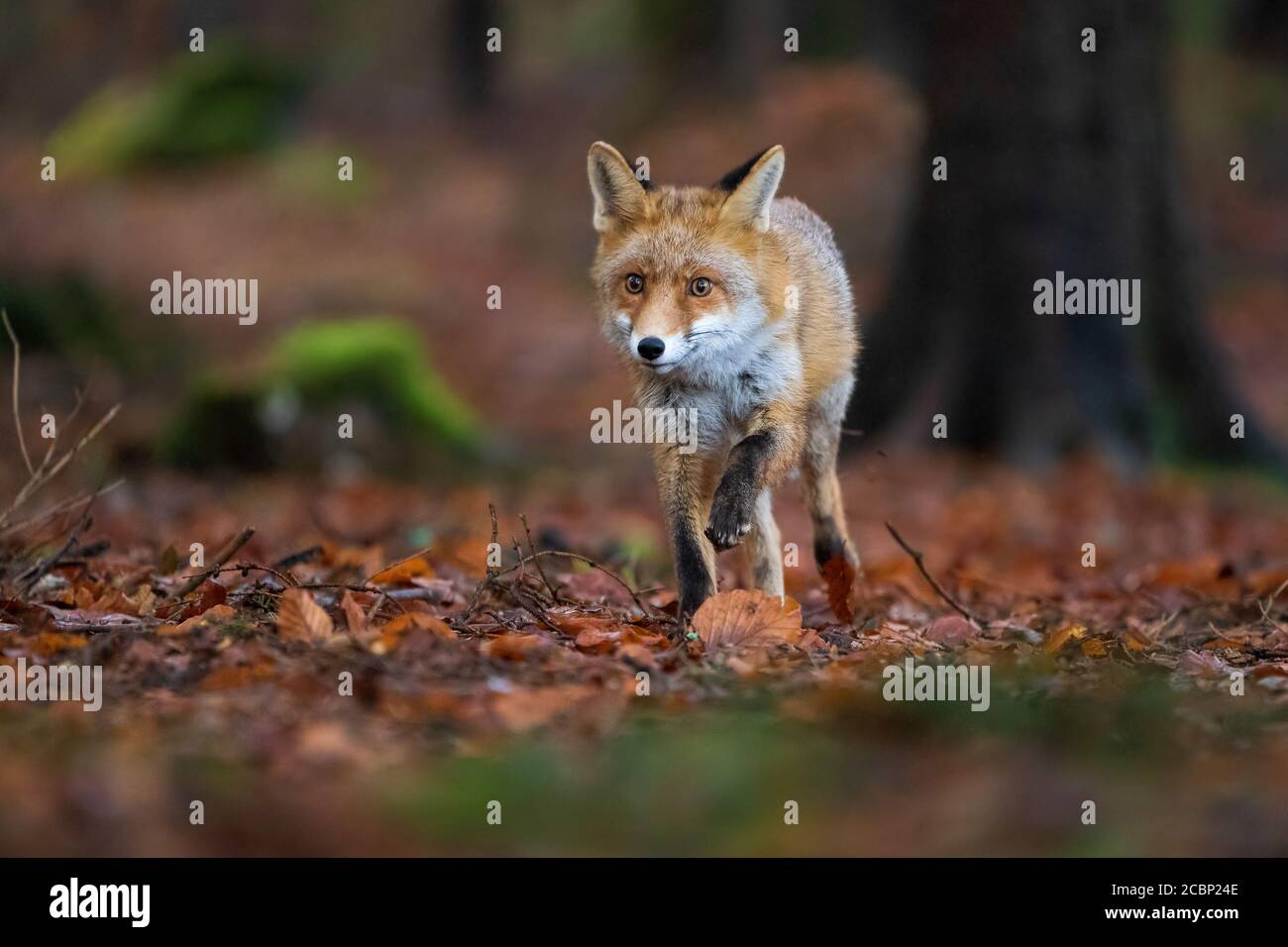 Rotfuchs im Wald läuft direkt zur Kamera. Herbstwald mit wildem Tier Stockfoto
