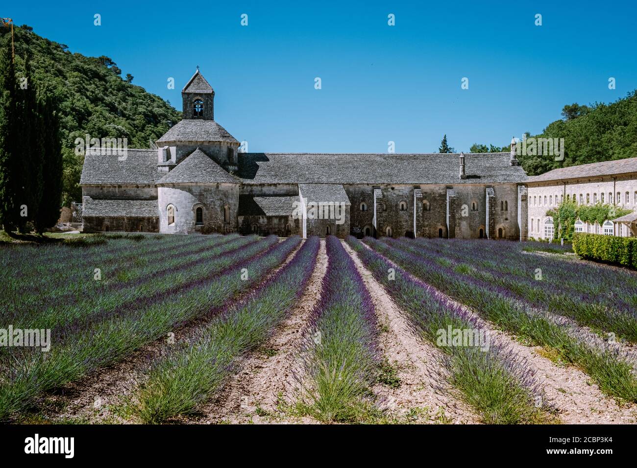 Lila blühenden Lavendelfelder im Kloster Senanque, Provence, Südfrankreich Stockfoto