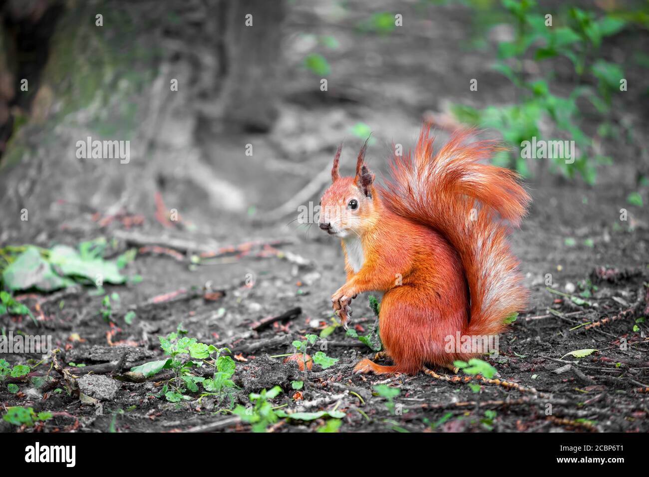 Niedliche rote Wildhörnchen essen eine Walnuss im Park. Nahaufnahme Stockfoto