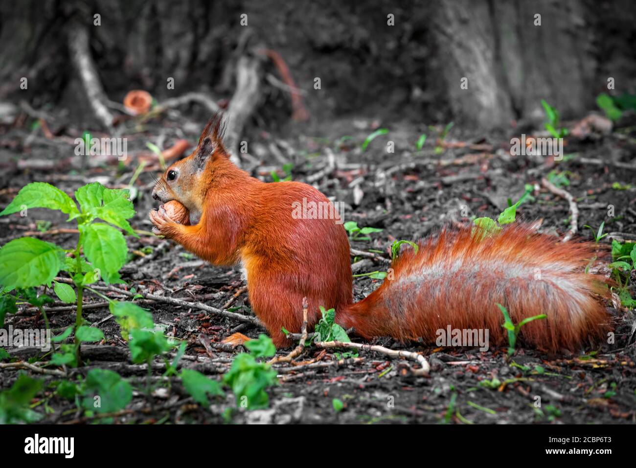 Niedliche rote Wildhörnchen essen eine Walnuss im Park. Nahaufnahme Stockfoto