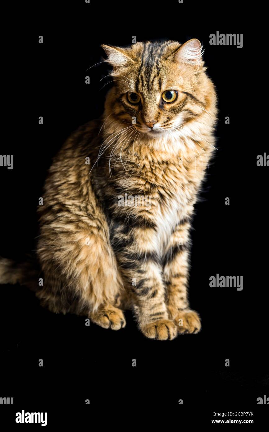Porträt einer jungen Katze auf dunklem Hintergrund Stockfoto
