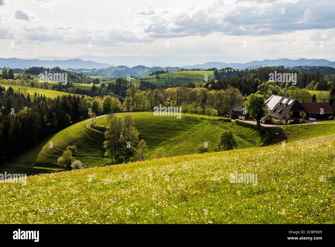 Sommerliche Hügellandschaft und Bauernhaus, Thurner, bei Hinterzarten, Schwarzwald, Baden-Württemberg, Deutschland Stockfoto