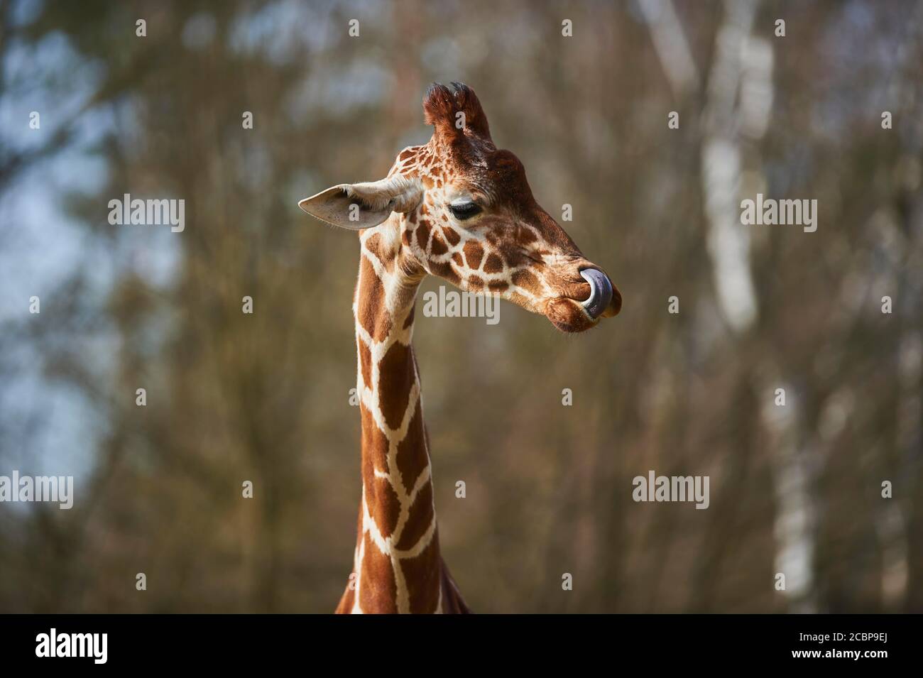 Porträt einer Netzgiraffe (Giraffa camelopardalis reticulata), Gefangener, Deutschland Stockfoto