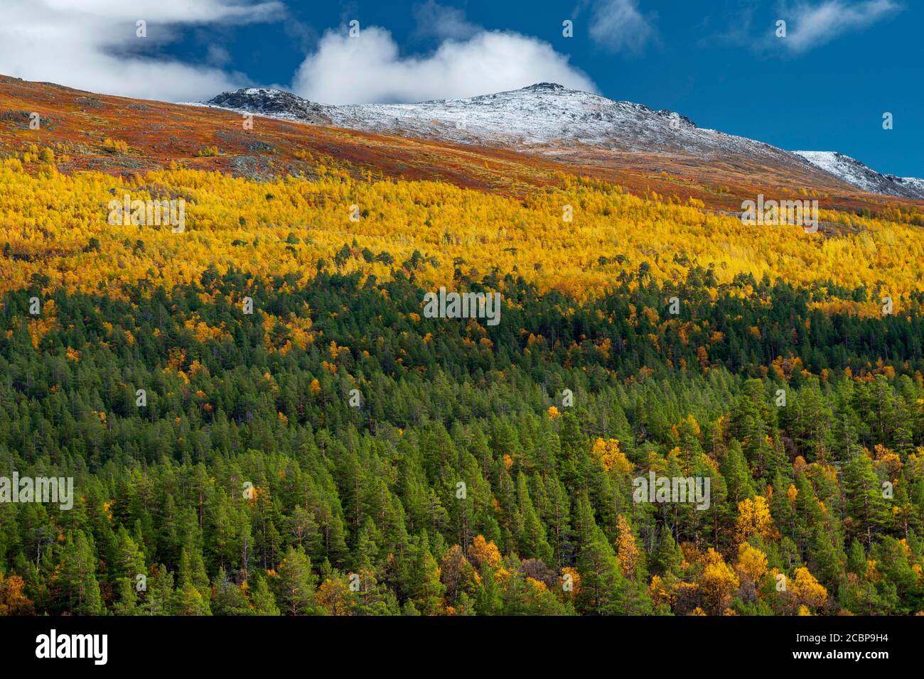 Bewaldete Berghänge, bunte Vegetation und verfärbte Birken im Herbst, Ruska Aika, Indian Summer, Indian Summer Stockfoto