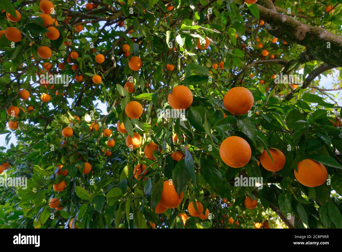 Orangenbaum (Citrus sinensis) mit reifen Früchten, Abrantes, Portugal Stockfoto