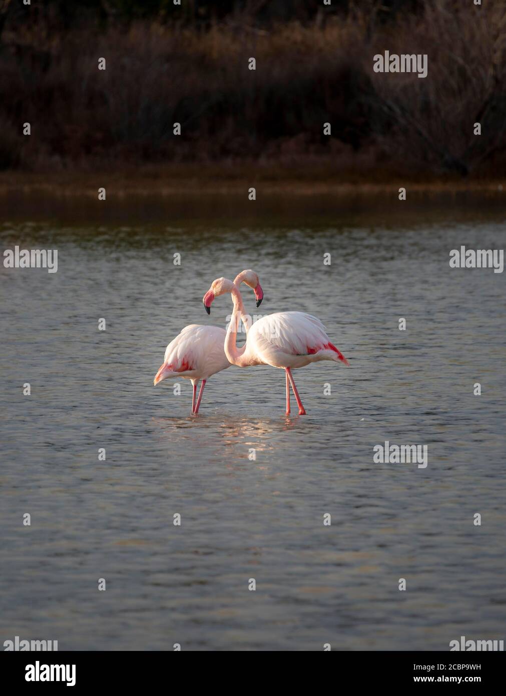 Zwei große Flamingos (Phoenicopterus roseus), die in flachem Wasser stehen, Camargue, Frankreich Stockfoto Zwei große Flamingos (Phoenicopterus roseus), die in flachem Wasser stehen, Camargue, Frankreich Stockfoto