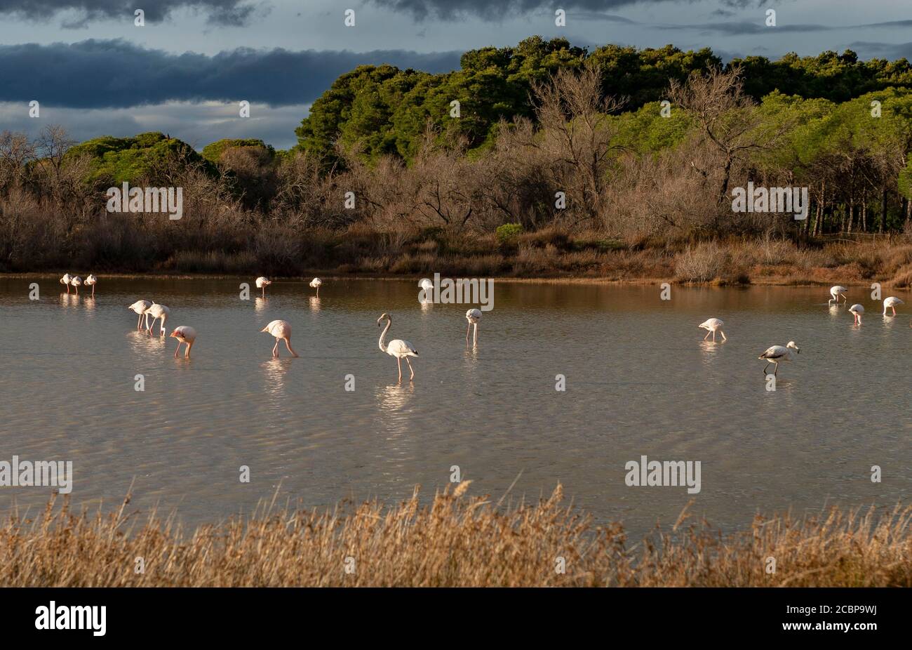 Große Flamingos (Phoenicopterus roseus) stehen in flachem Wasser, Camargue, Frankreich Stockfoto