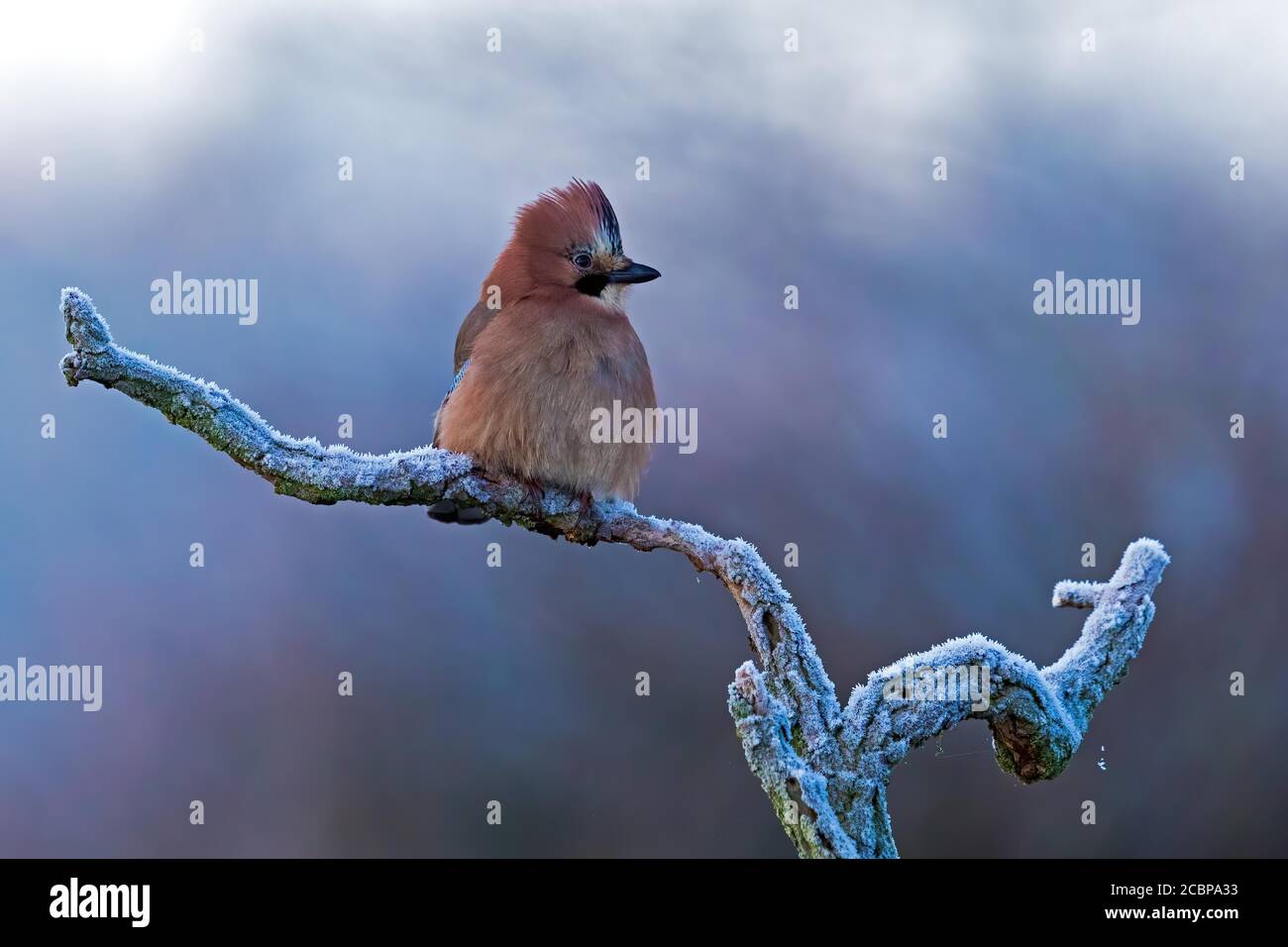 Eurasischer jay (Garrulus glandarius) an einem eisigen Morgen, Biosphärenreservat Mittelelbe, Sachsen-Anhalt, Deutschland Stockfoto