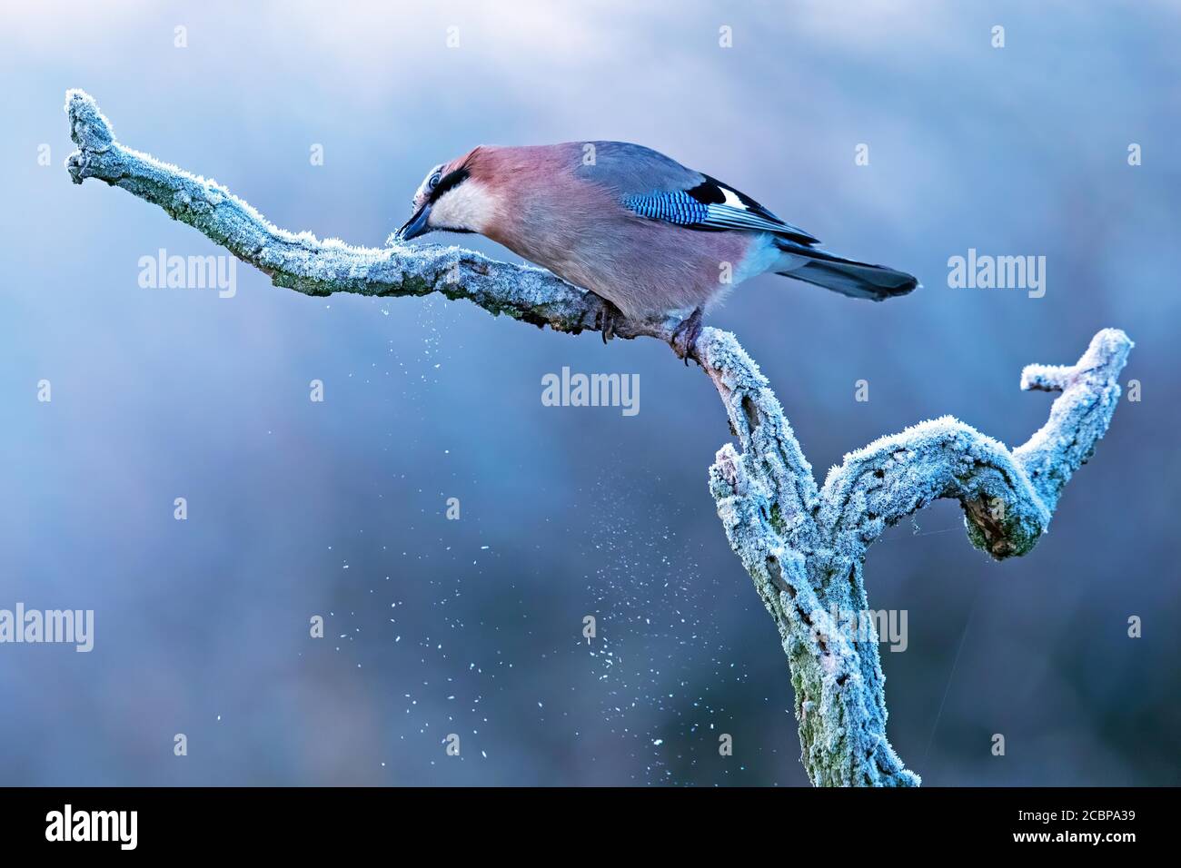 Eurasischer jay (Garrulus glandarius) frisst Schnee an einem eisigen Morgen, Biosphärenreservat Mittelelbe, Sachsen-Anhalt, Deutschland Stockfoto