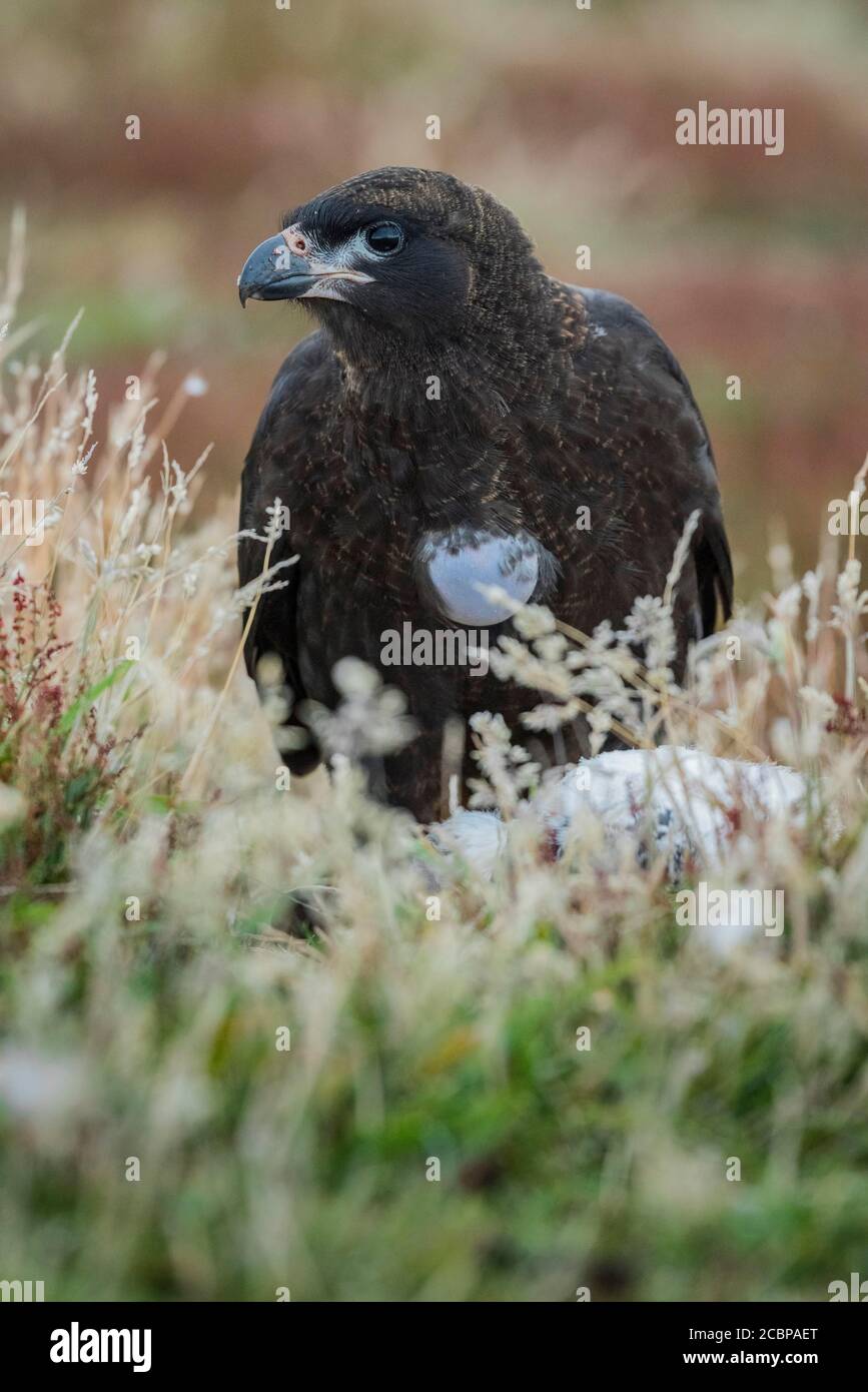 Gestreifte Caracara (Phalcoboenus australis), auch Johnny Rook genannt, auf dem Schlachtkörper eines Magellanischen Pinguins, Carcass Island, Falkland Islands, Great Stockfoto