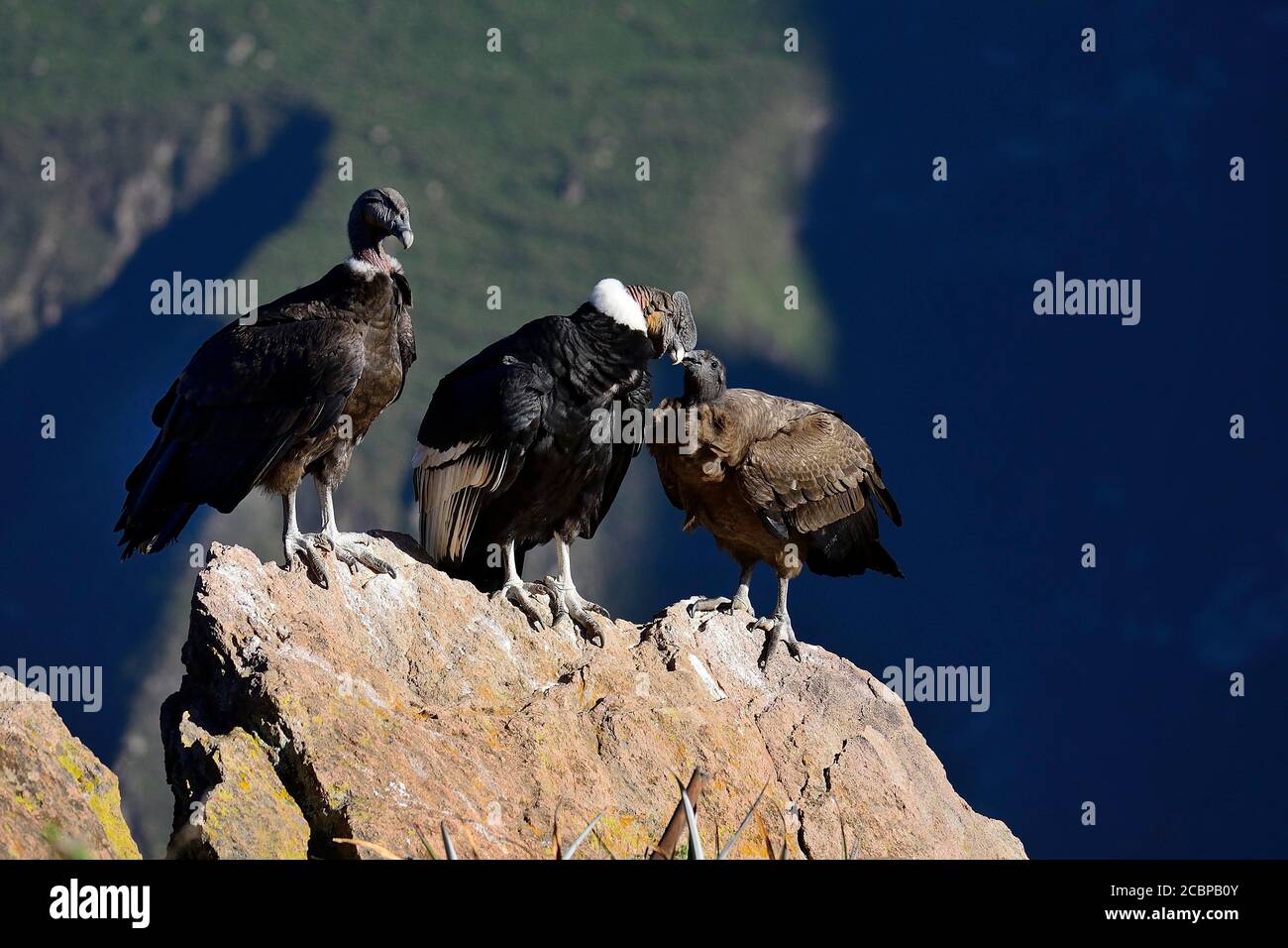 Andenkondore (Vultur gryphus) auf einem Felsen sitzend, Colca Canyon, Arequipa Region, Peru Stockfoto