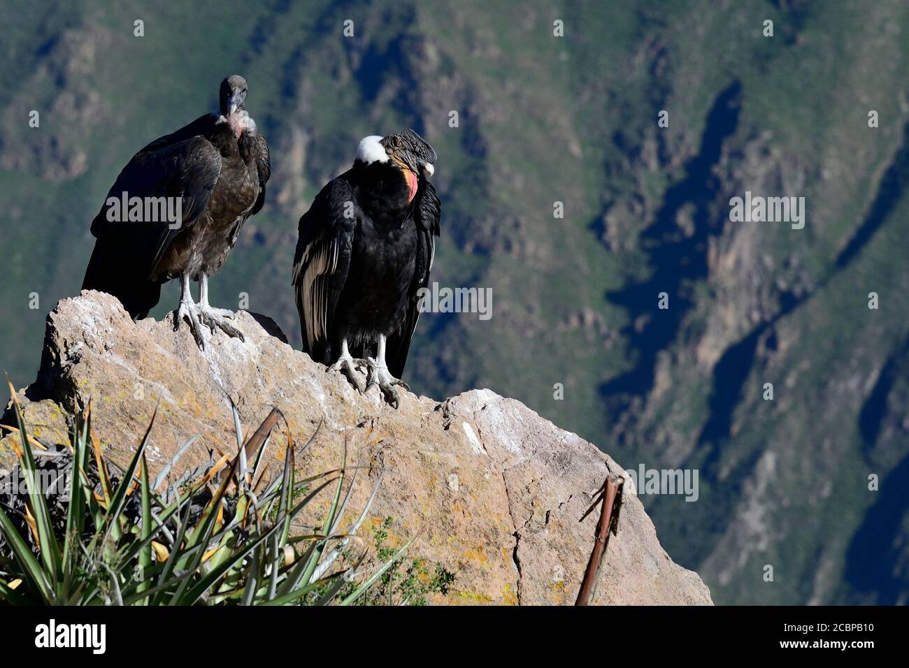 Andenkondore (Vultur gryphus) auf einem Felsen sitzend, Colca Canyon, Arequipa Region, Peru Stockfoto