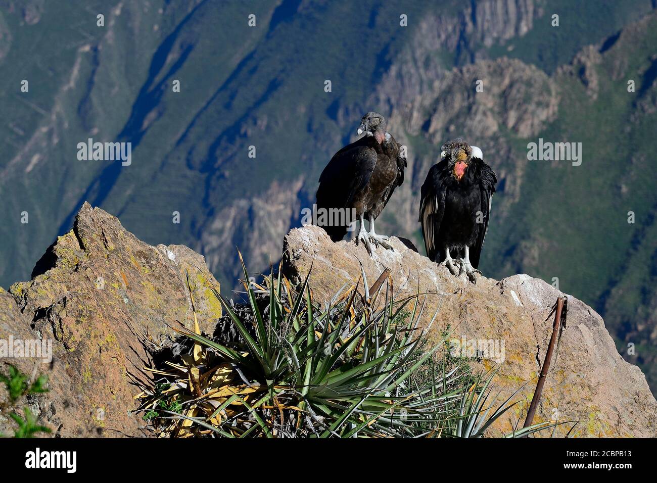 Andenkondore (Vultur gryphus) auf einem Felsen sitzend, Colca Canyon, Arequipa Region, Peru Stockfoto