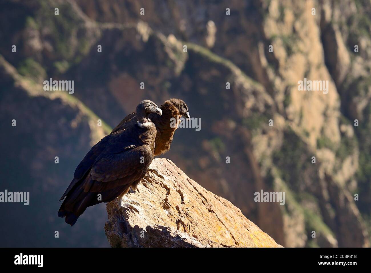 Andenkondore (Vultur gryphus) auf einem Felsen sitzend, Colca Canyon, Arequipa Region, Peru Stockfoto