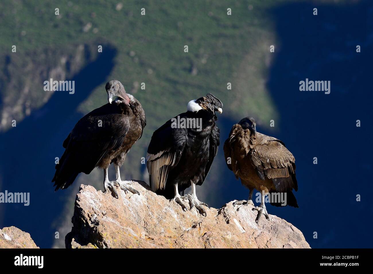 Andenkondore (Vultur gryphus) auf einem Felsen sitzend, Colca Canyon, Arequipa Region, Peru Stockfoto