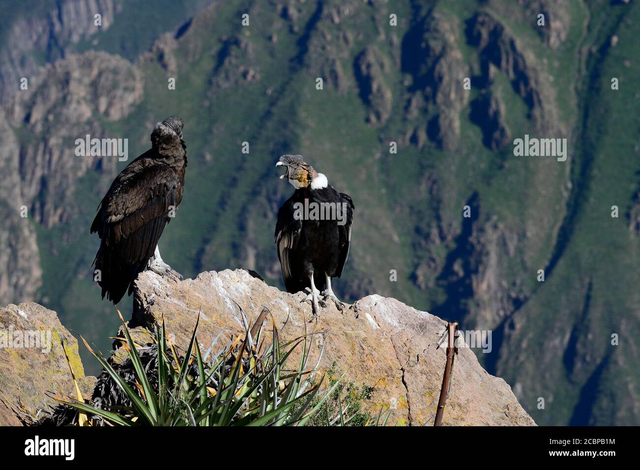 Andenkondore (Vultur gryphus) auf einem Felsen sitzend, Colca Canyon, Arequipa Region, Peru Stockfoto