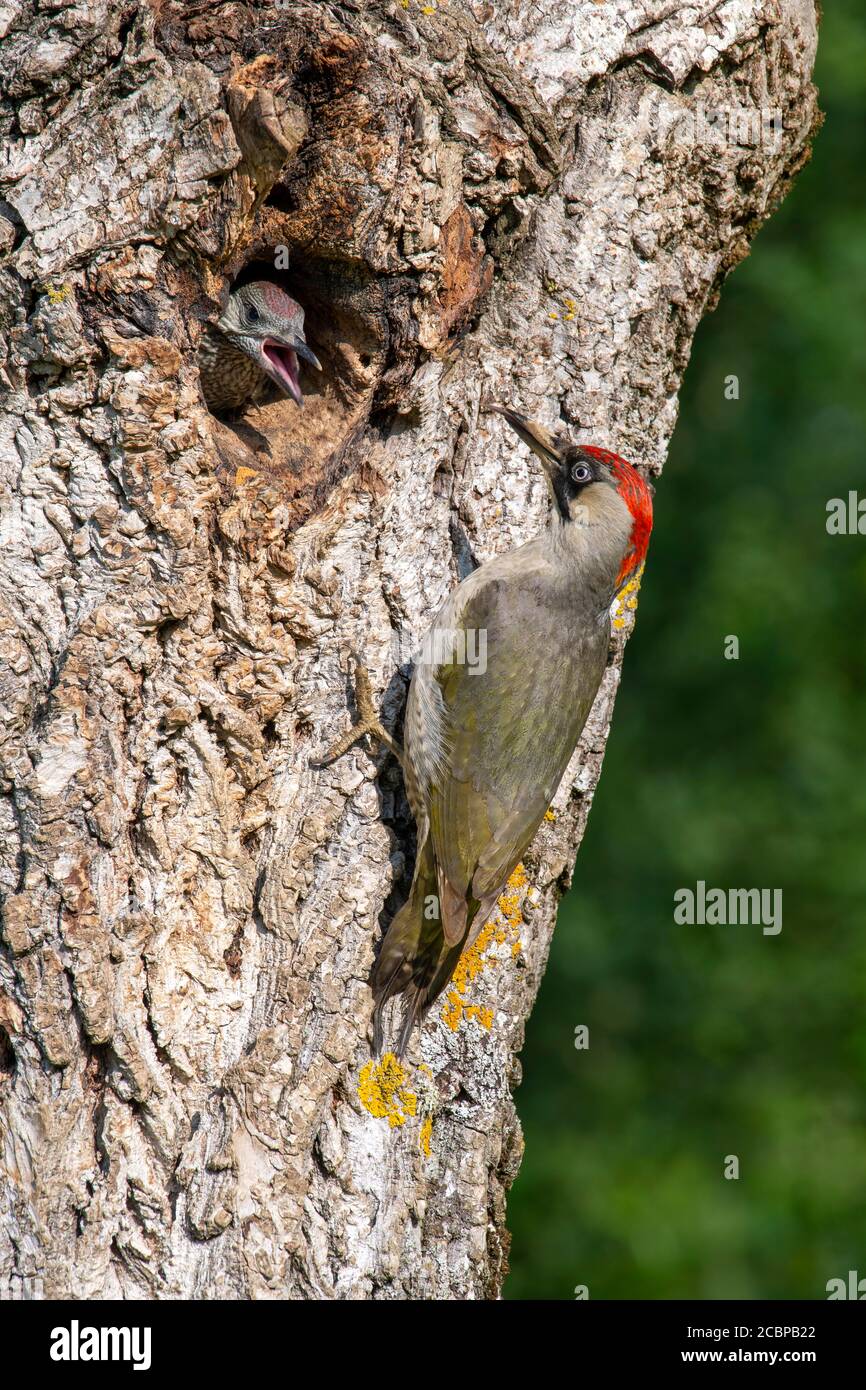 Europäischer Grünspecht (Picus viridis) vor seinem Brutgraben in einem Walnussbaum, aus dem ein fast noch jungen Vogel herausschaut, Kukmirn Stockfoto