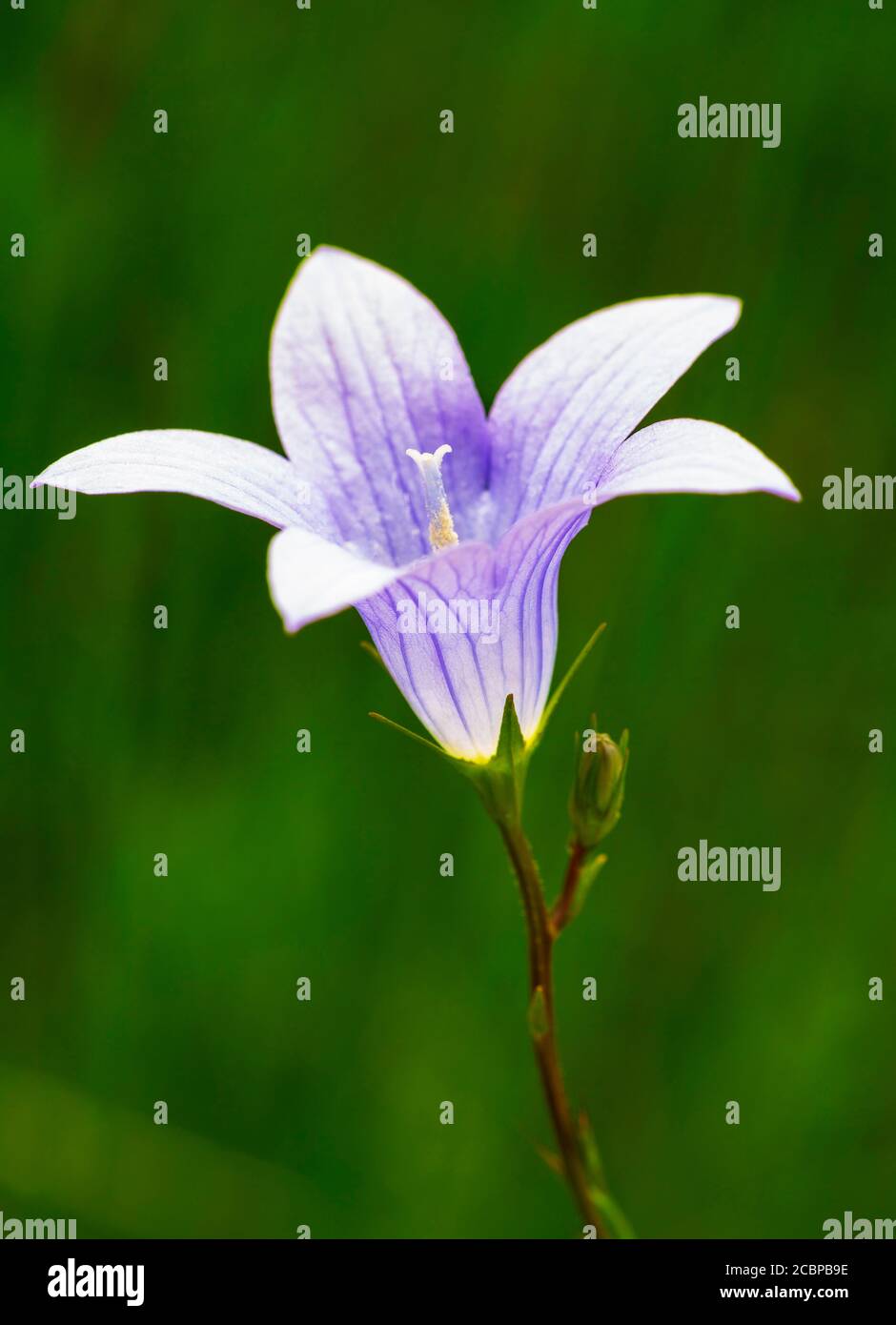 Harebell (Campanula rotundifolia), Oberösterreich, Österreich Stockfoto