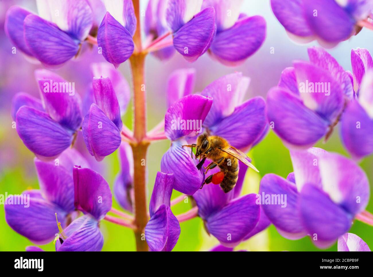 Biene bei Lupinenblüte, Lupinus, lupinus, mehrblättrige Lupinenblüte, Oberösterreich, Österreich Stockfoto