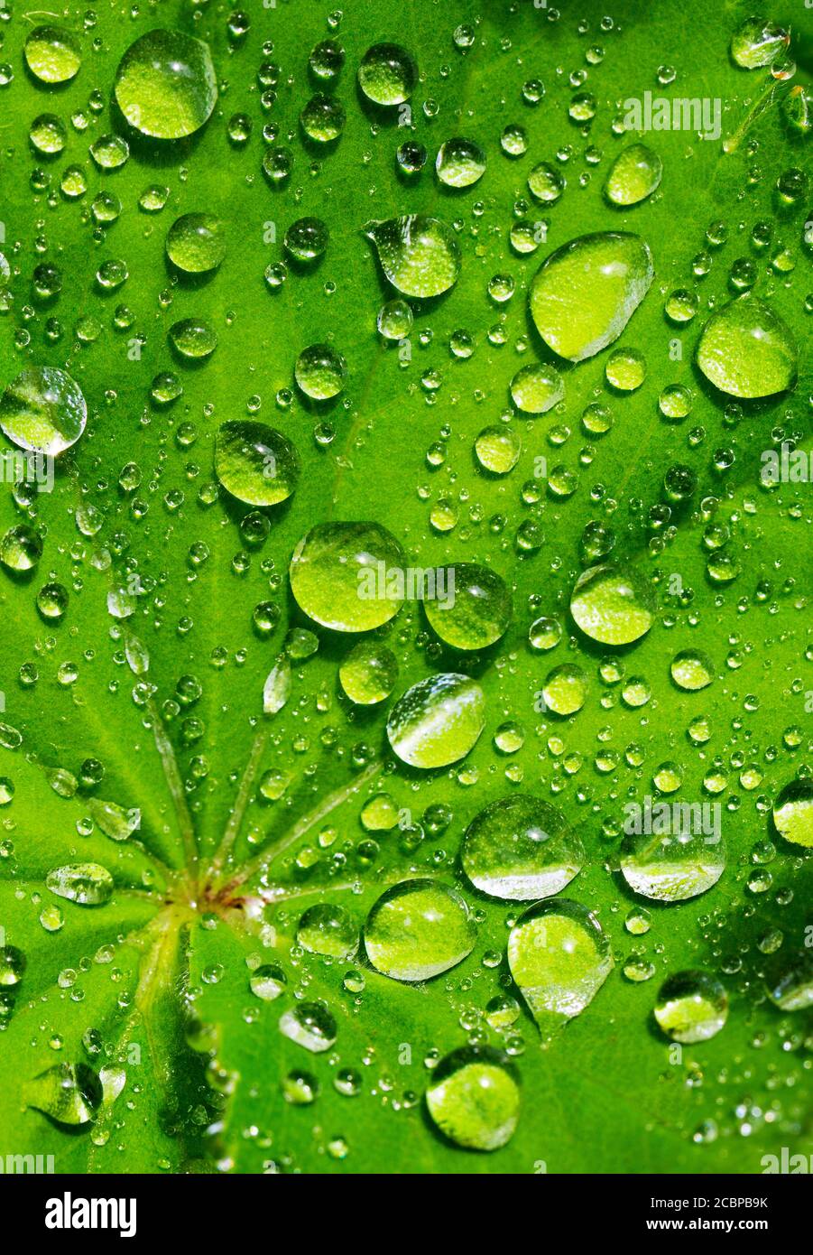 Wassertropfen auf einem grünen Blatt, Oberösterreich, Österreich Stockfoto
