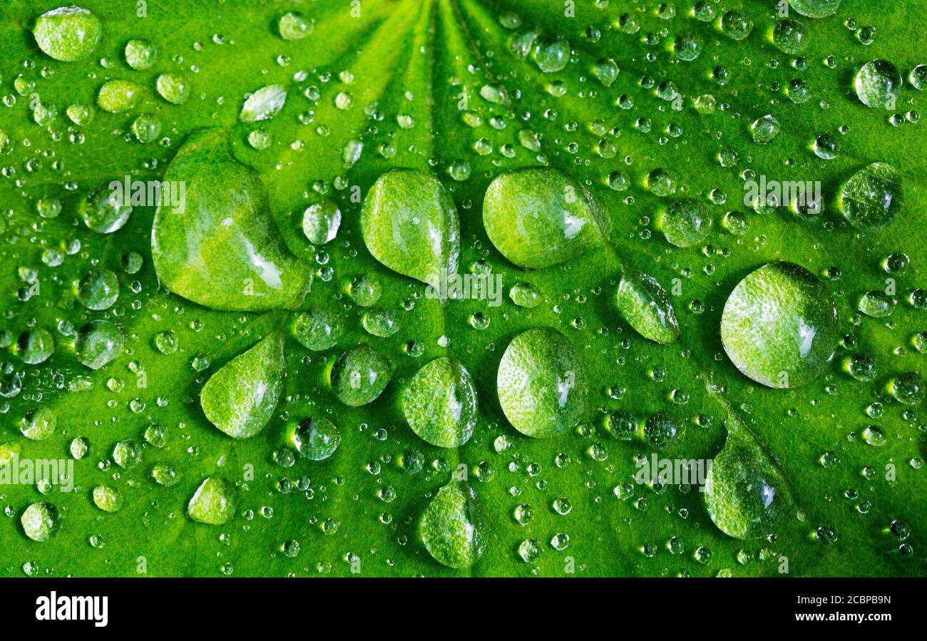 Wassertropfen auf einem grünen Blatt, Oberösterreich, Österreich Stockfoto