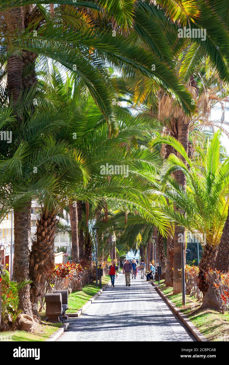 Palm Avenue, Puerto de la Cruz, Teneriffa, Kanarische Inseln, Spanien Stockfoto