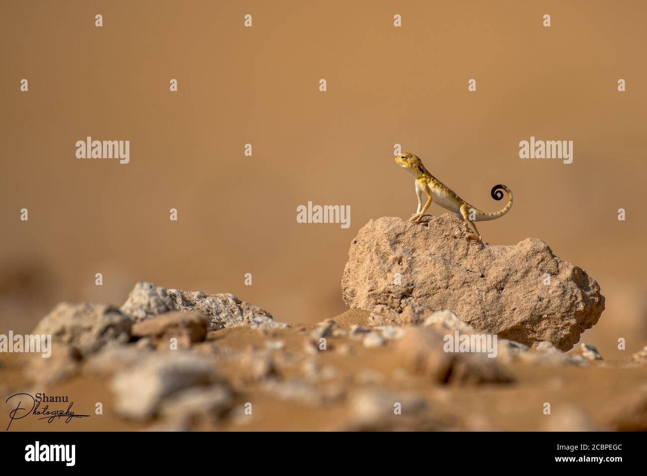 Selektive Fokusaufnahme der arabischen Krötenkopf-Agama Stockfoto