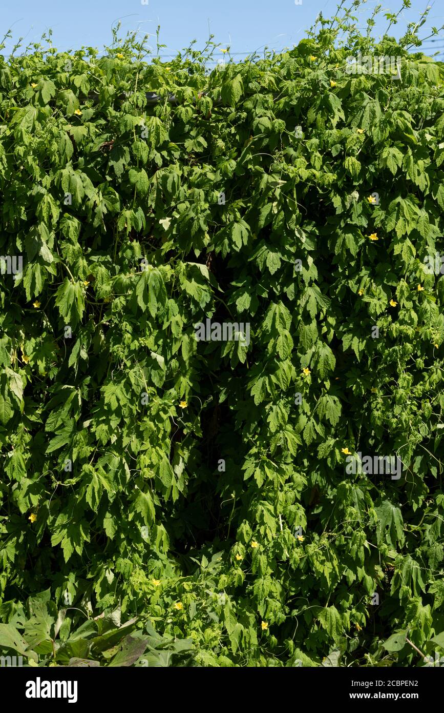 Momordica charantia im August, Stadt Isehara, Präfektur Kanagawa, Japan. Stockfoto
