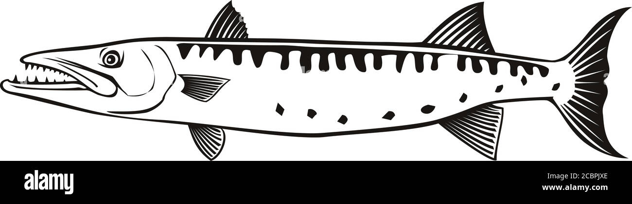 Retro-Stil Illustration eines Barracuda oder Sphyraena barracuda, eine große räuberische Salzwasser-ray-finned Fisch der Gattung Sphyraenapredatory, Schwimmen Stock Vektor