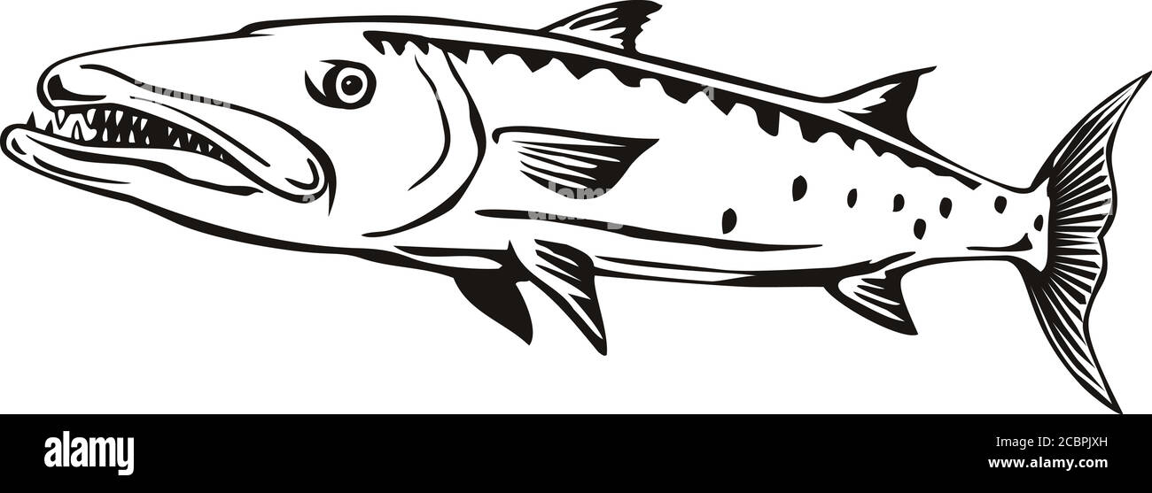 Retro-Stil Illustration eines Barracuda oder Sphyraena barracuda, ein großer, räuberischer Salzwasser-ray-finned Fisch der Gattung Sphyraenapredatory, schwimmen Stock Vektor