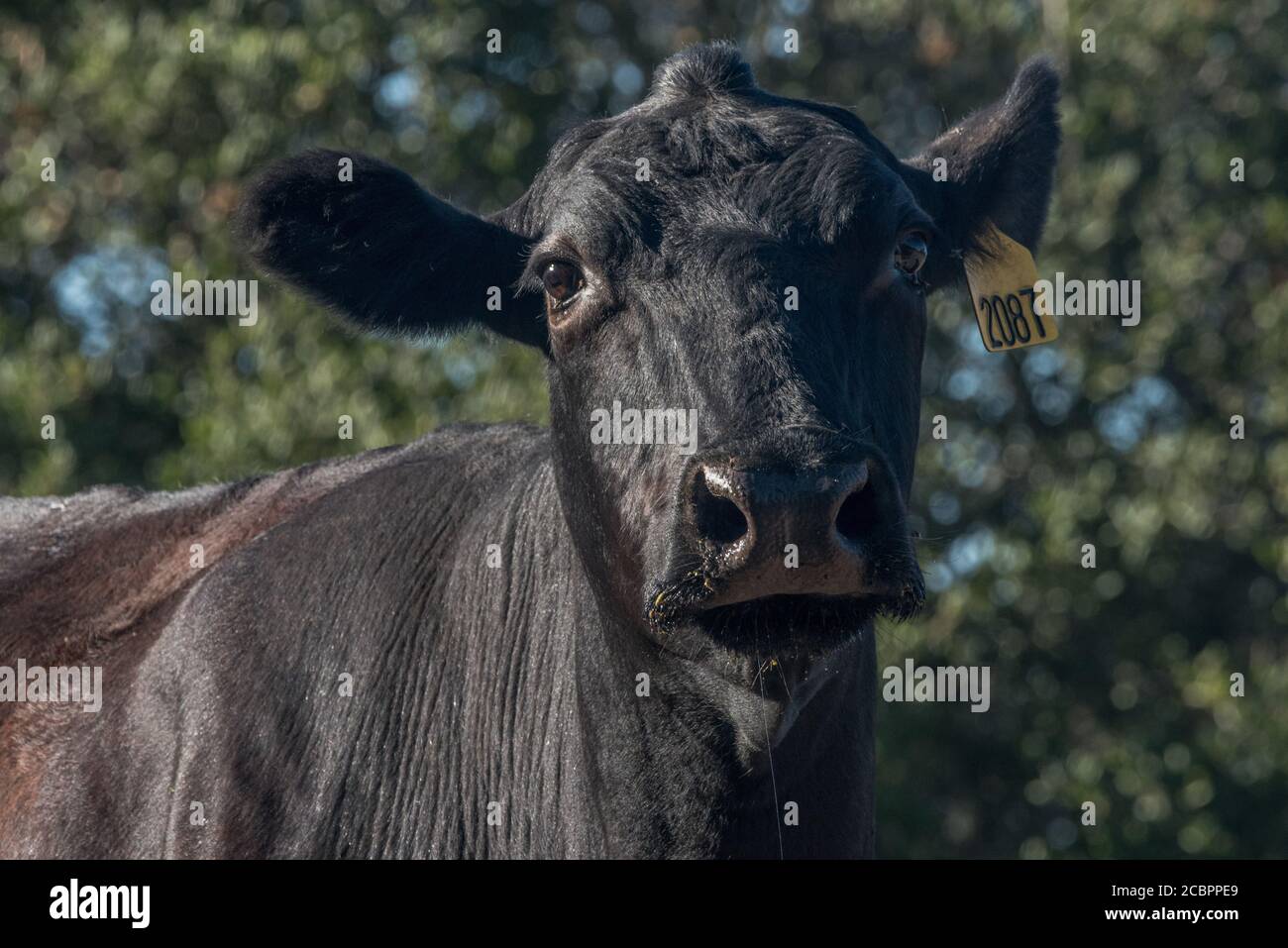 Ein freiwertigiges schwarzes angus-Kuhportrait, aufgenommen an einem sonnigen Tag in Coastal California. Stockfoto