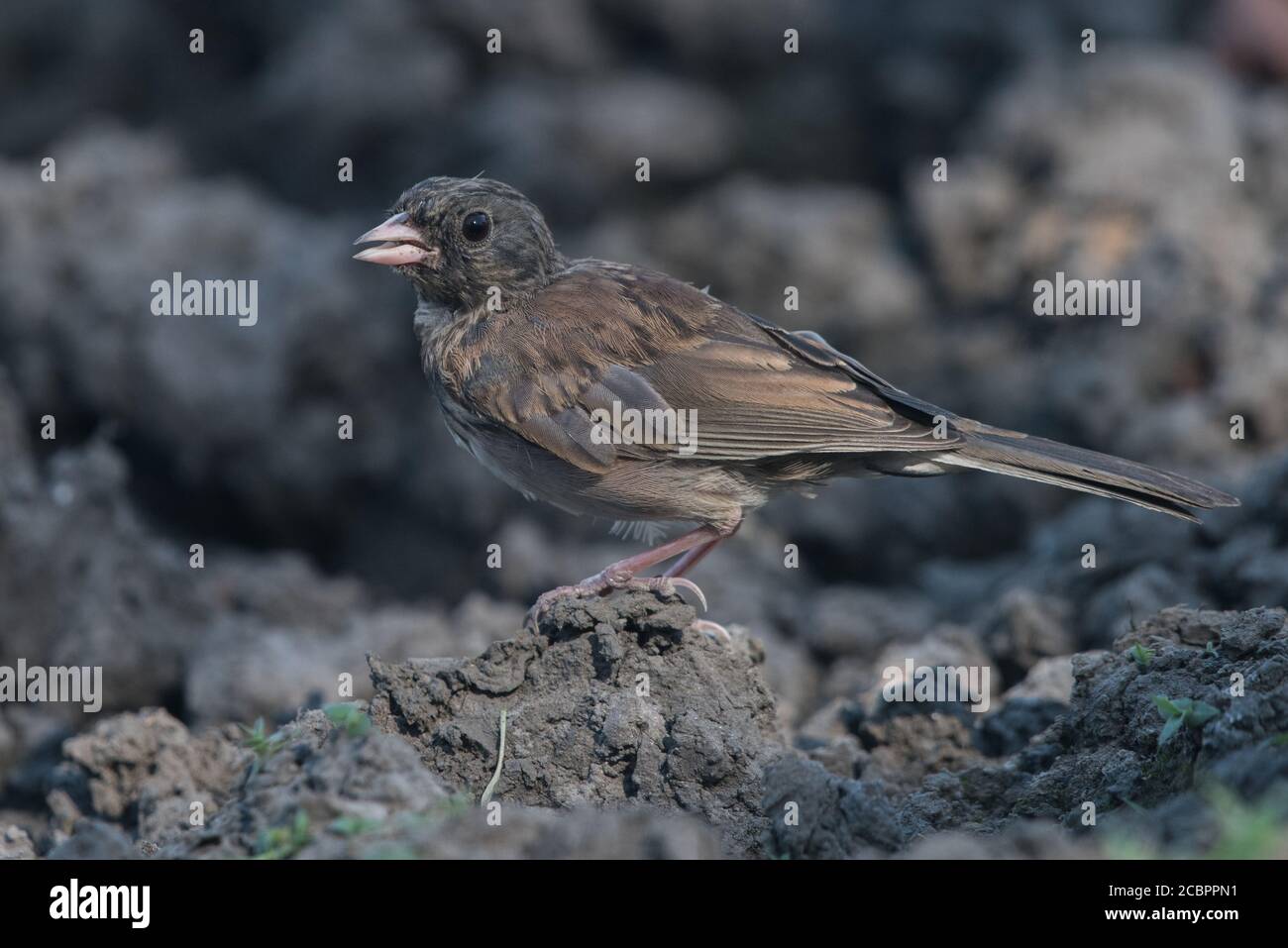 Ein juveniler dunkeläugiger junco (Junco hyemalis) in der Nähe eines Viehteiches in der East Bay Region von Kalifornien. Stockfoto