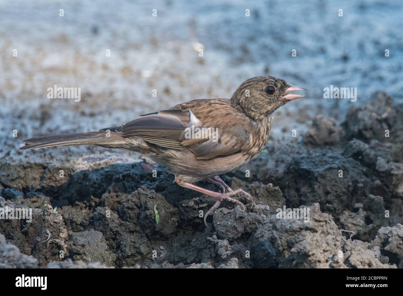 Ein juveniler dunkeläugiger junco (Junco hyemalis) in der Nähe eines Viehteiches in der East Bay Region von Kalifornien. Stockfoto