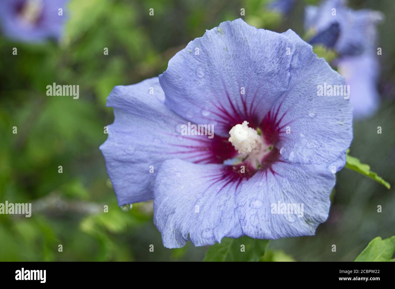 Violette Hibiskusblüte mit Regentropfen, West Green House Garden, Hampshire Stockfoto