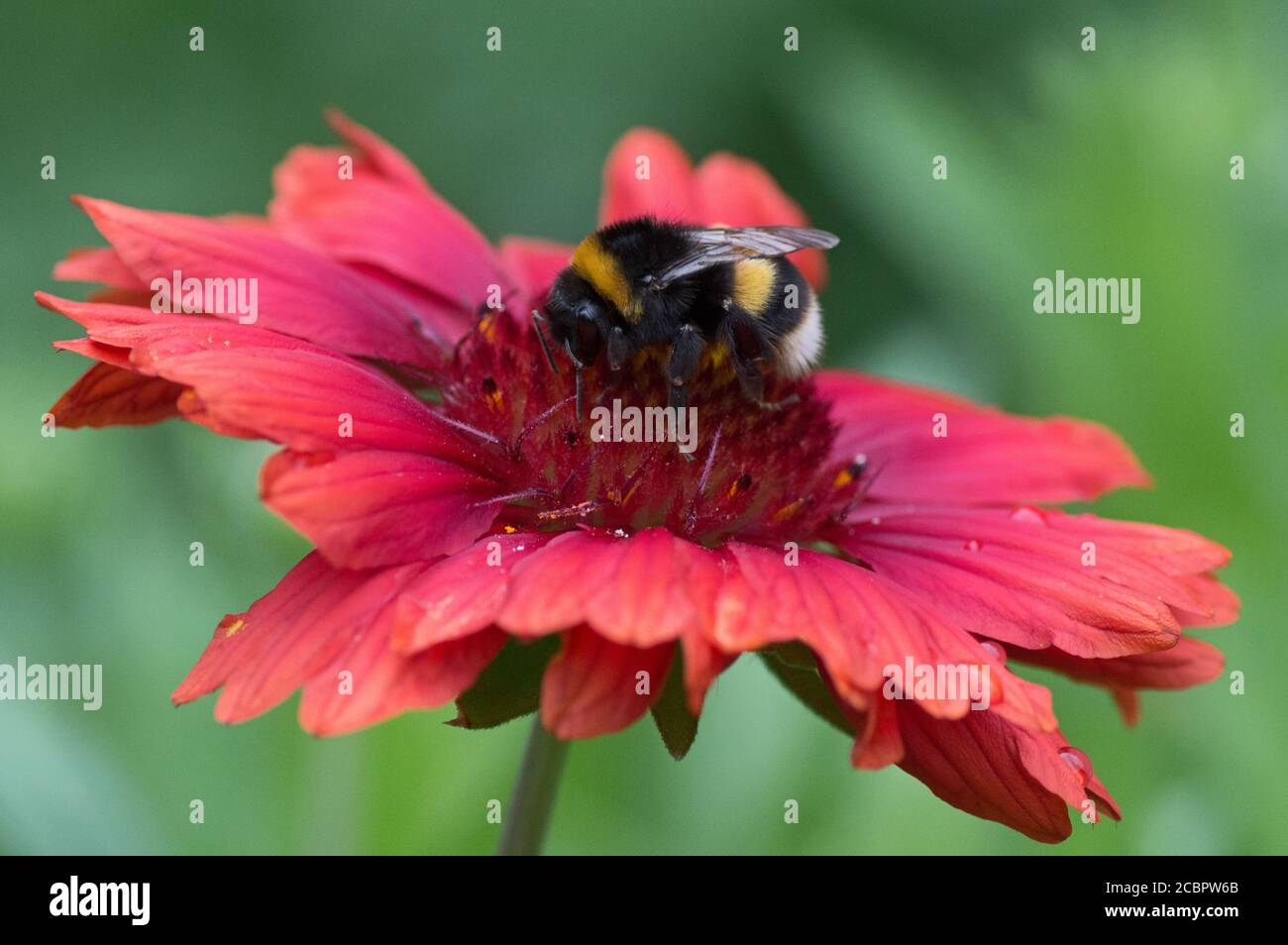 Biene auf einer roten Dahlia Blume Stockfoto