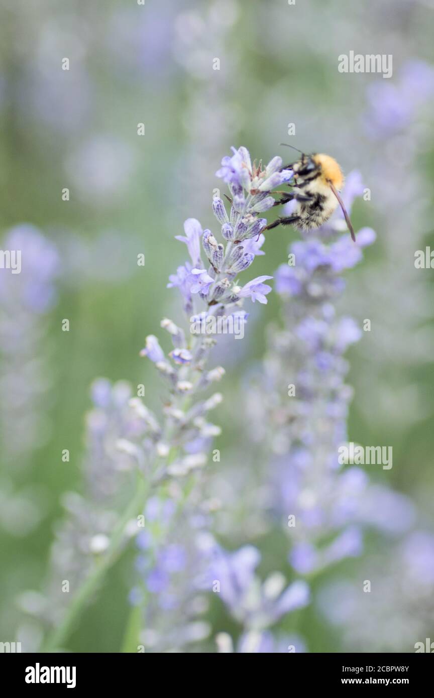 Biene auf Lavendel Stockfoto