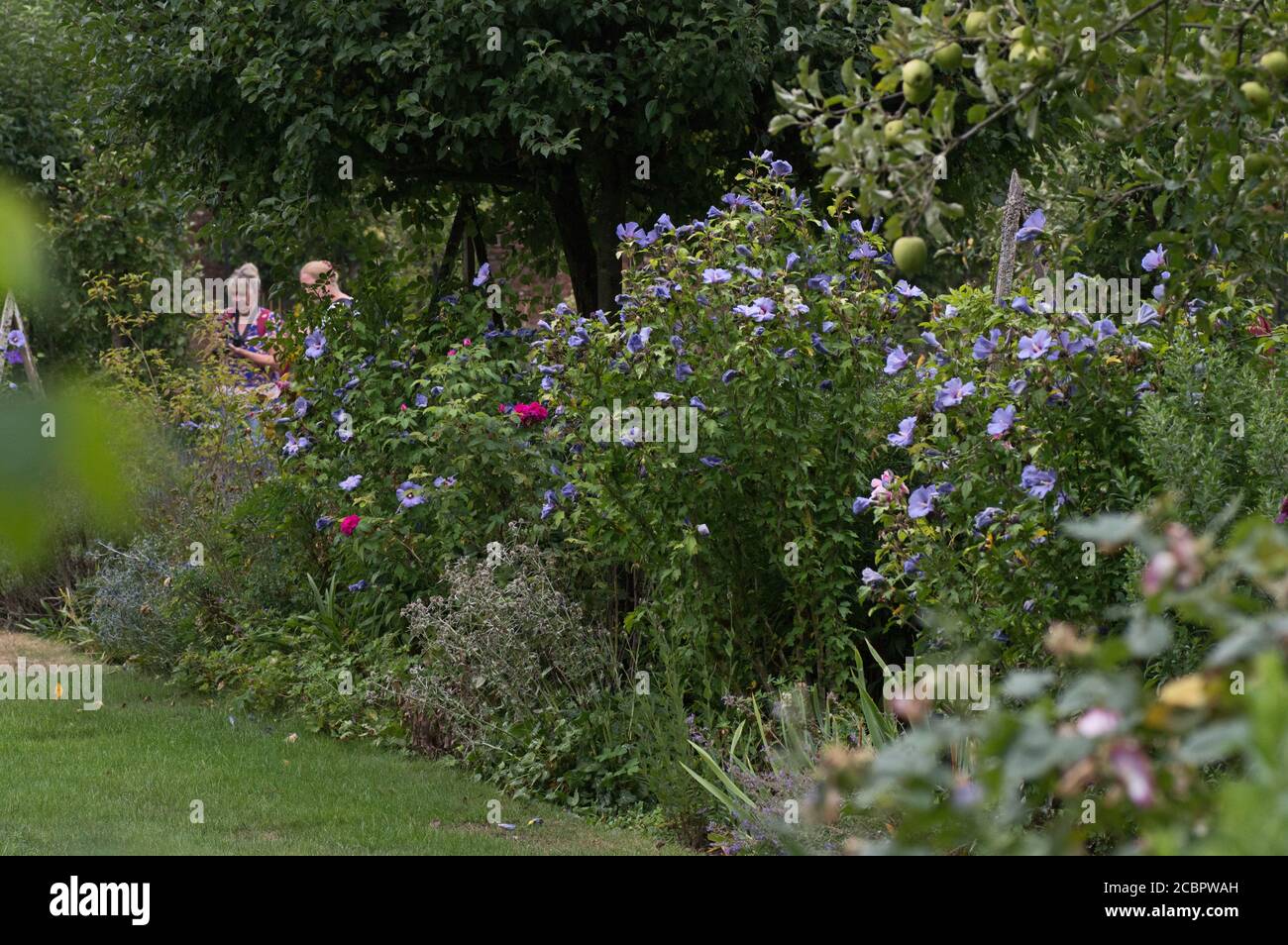 Ummauerter Garten im West Green House Garden, Hook, Hampshire Stockfoto