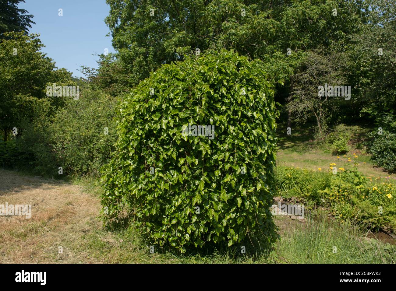 Sommerblatt eines Laub weinenden weißen Maulbeerbaumes (Morus alba 'Pendula'), der in einem Garten in Rural Devon, England, Großbritannien wächst Stockfoto