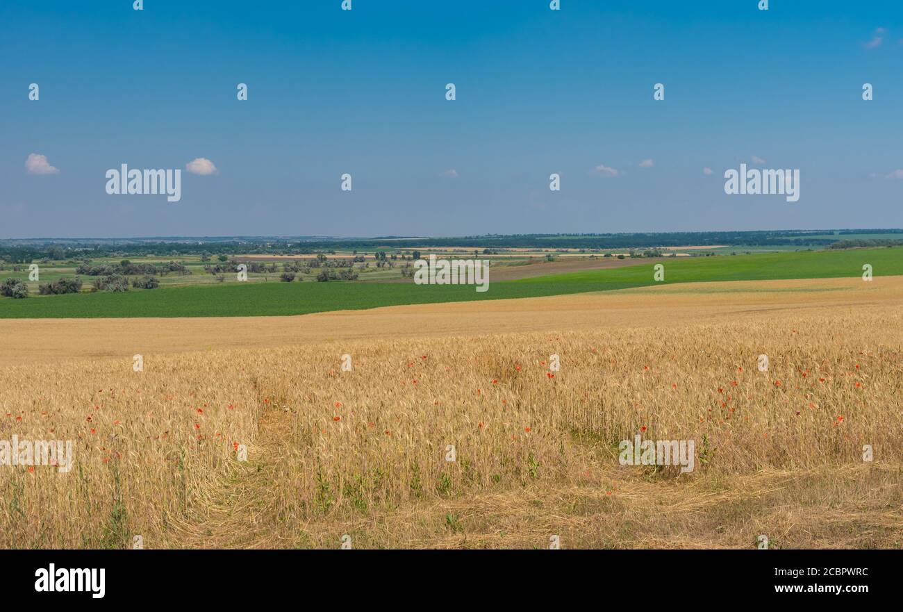 Sommerlandschaft mit Weizen landwirtschaftlichen Feldern in der Nähe von Dnipro Stadt, Ukraine Stockfoto