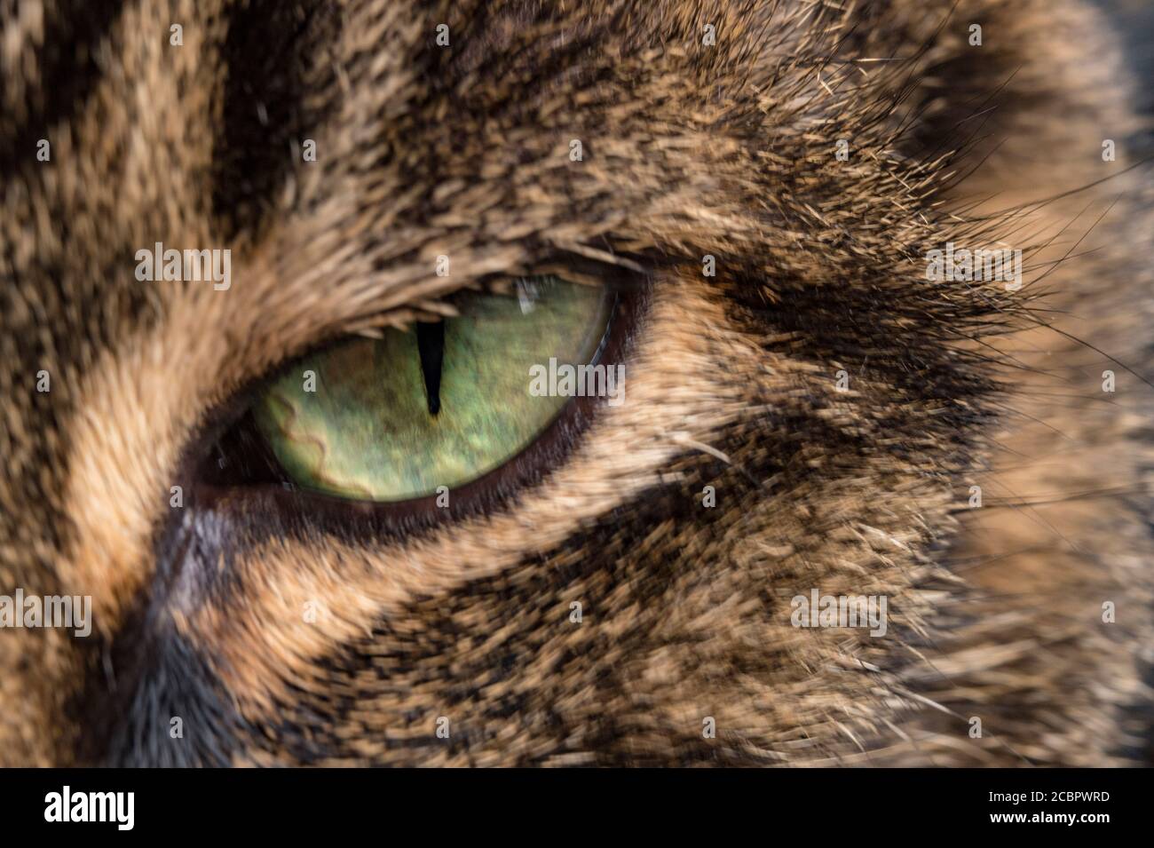 Nahaufnahme von Katzen-Auge Stockfoto