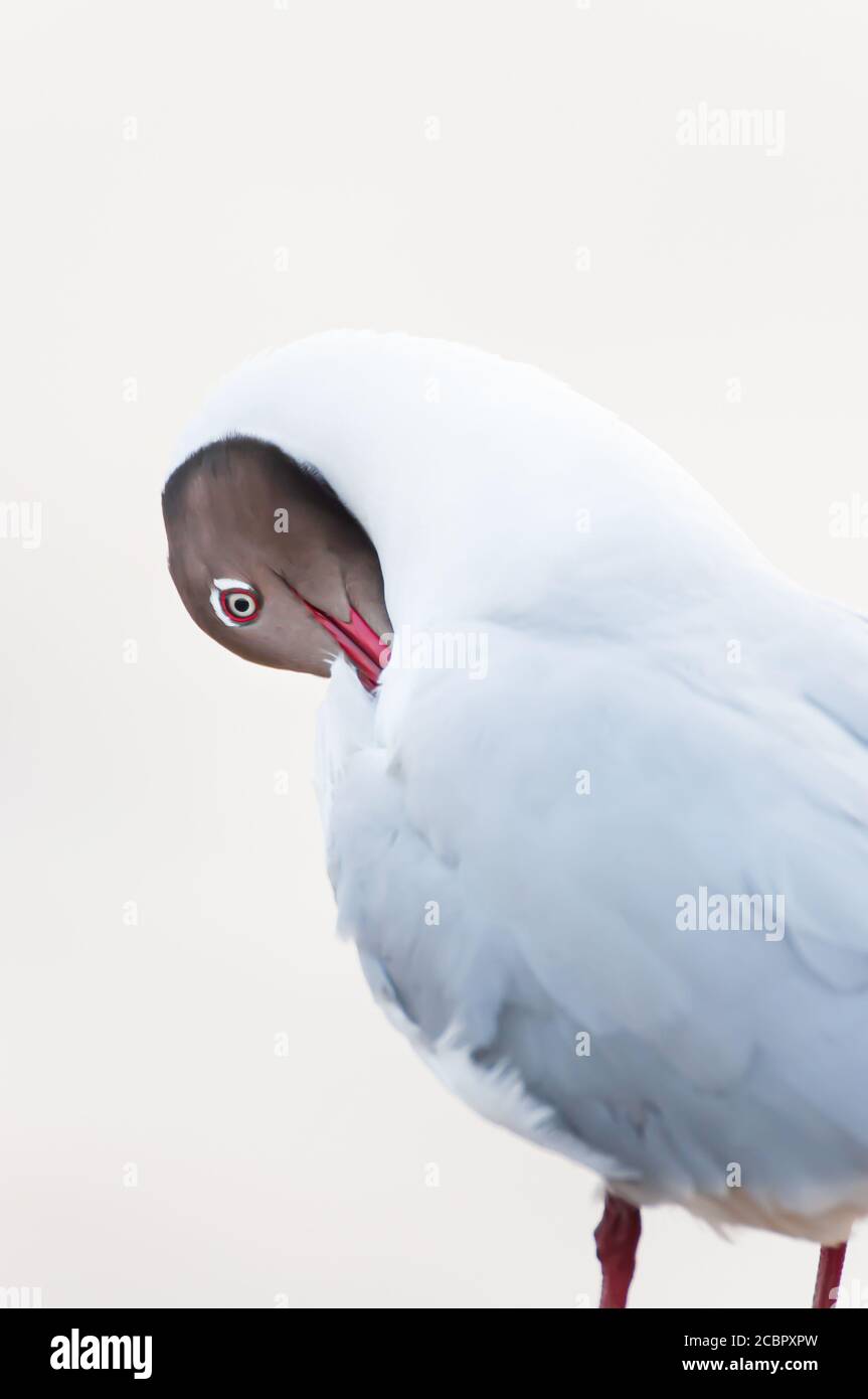 Portrait der Braunkopfmöwe beim Entspannen auf dem Stumpf, schöne weiße Stirn gegen schokoladenbraunem Kopf der Paarungszeit der männlichen Möwe. Stockfoto