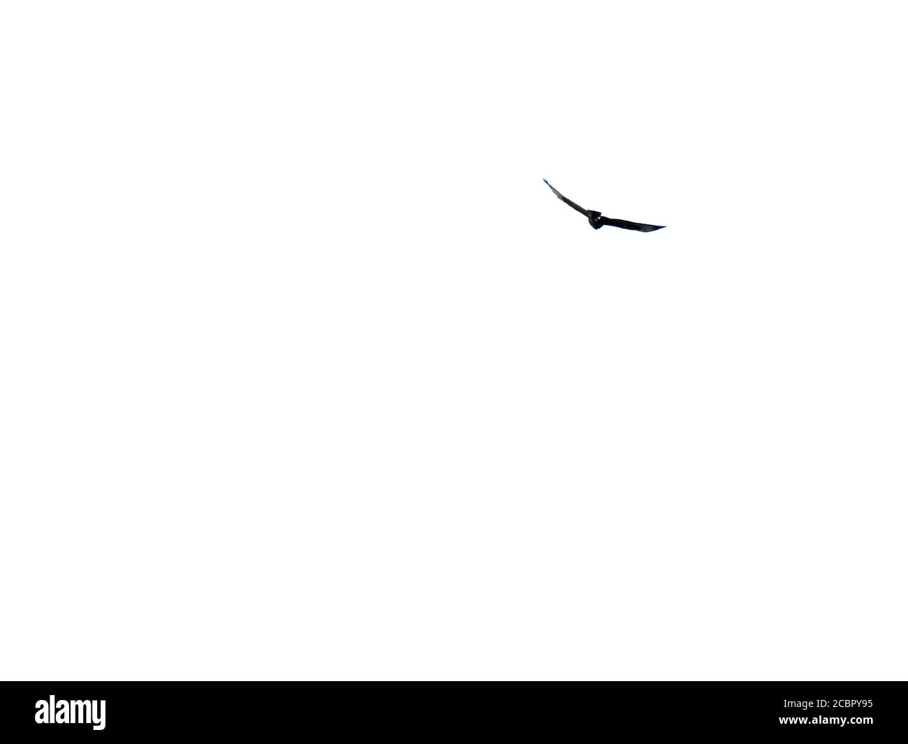 Vogel, der gegen einen strahlend weißen Himmel aufsteigt Stockfoto