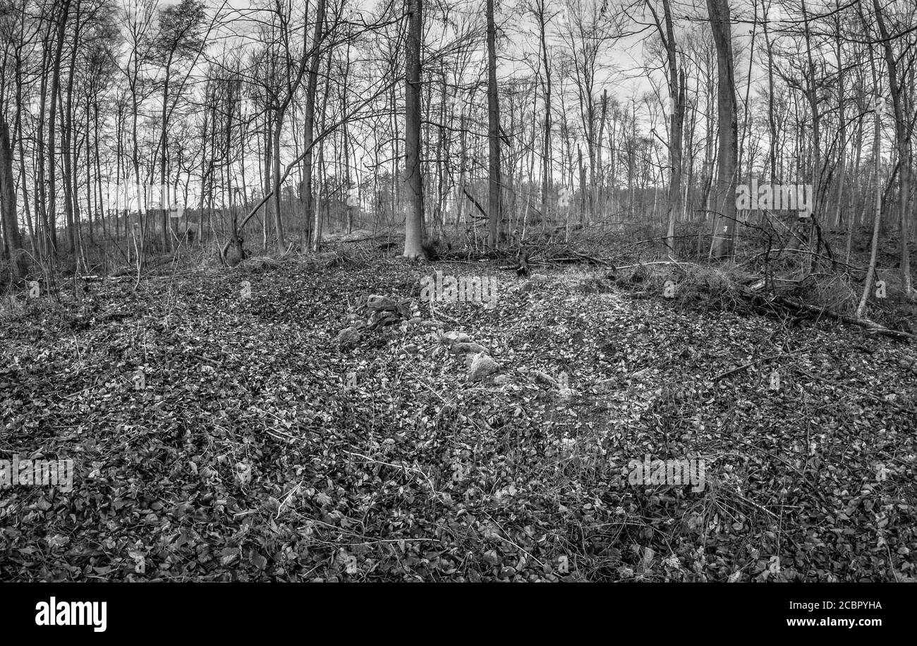 Schöne Aufnahme von Bäumen in einem herbstlichen Wald Stockfoto