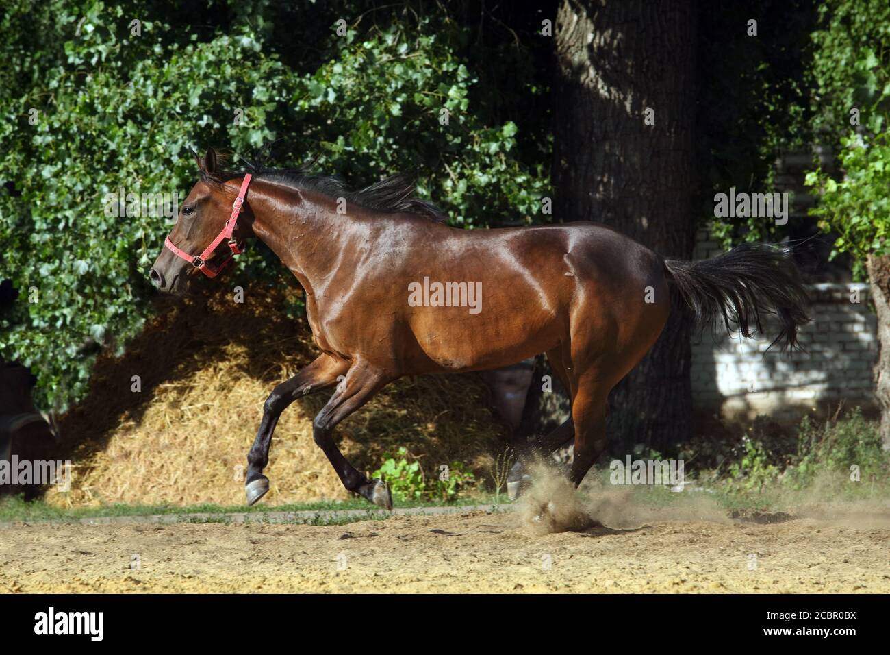 In der Nähe des Andalusischen Pferdes stabil bei den Rest galoppieren. Stockfoto