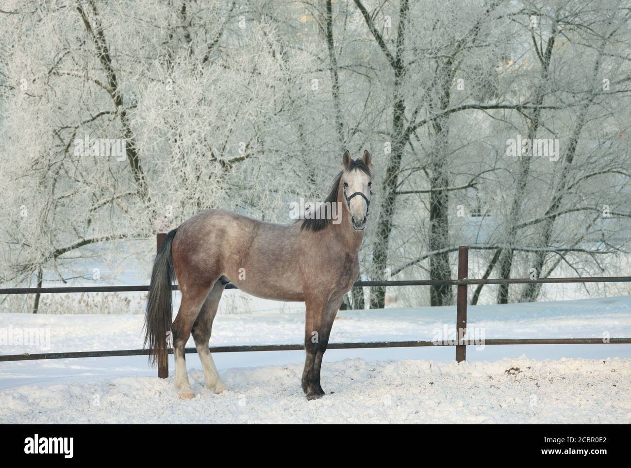 Schönes graues Pferd in Winterfarm Stockfoto