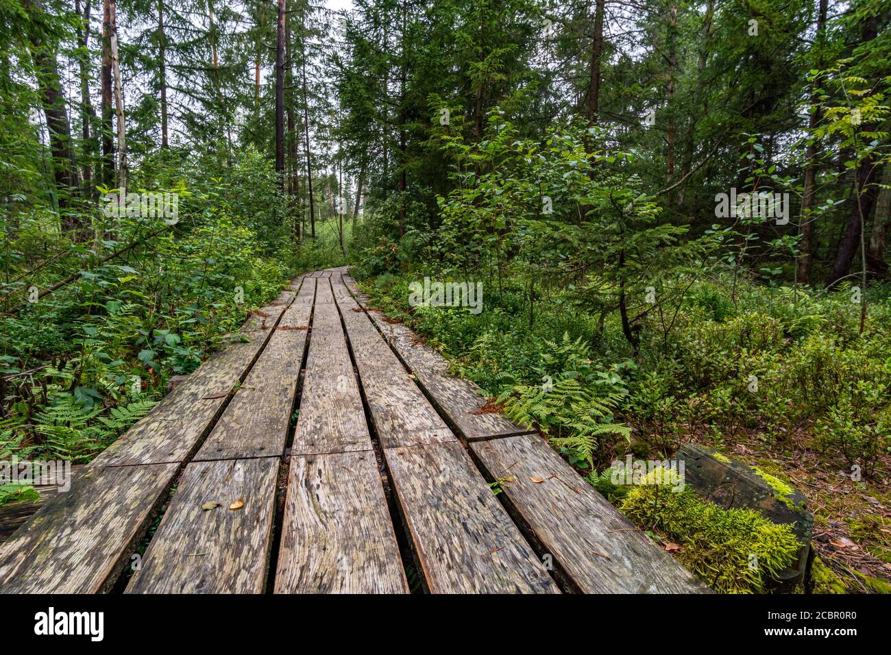 Das schöne Naturschutzgebiet Wilhelmsdorf Pfrunger Ried in Oberschwaben