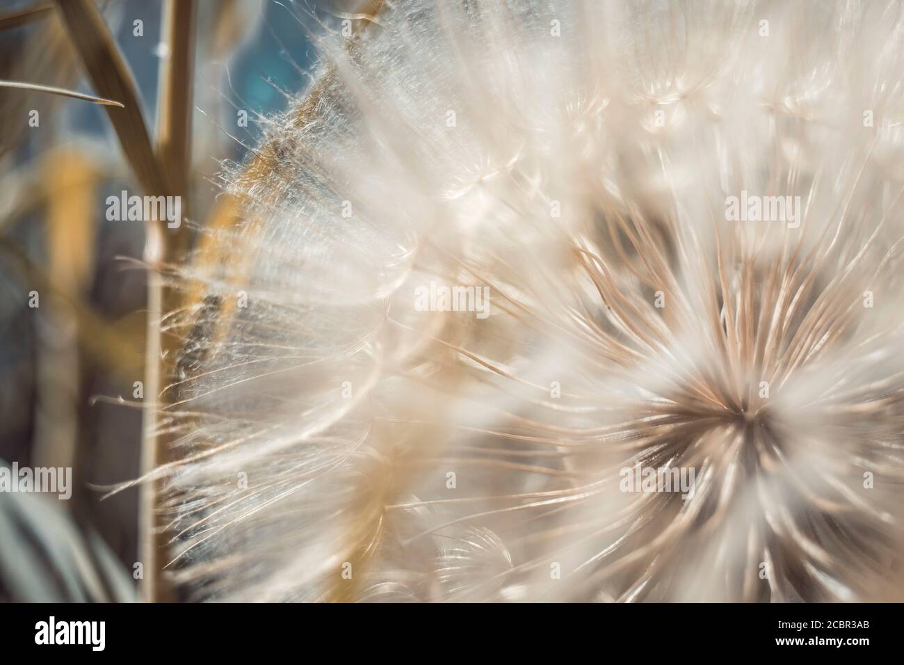 Natürlicher Hintergrund flauschige Löwenzahn Blume Knospe, Makro-Foto. Stockfoto