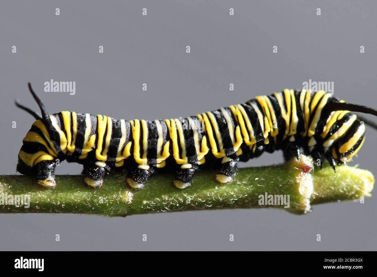 Monarchfalter-Raupe Stockfoto