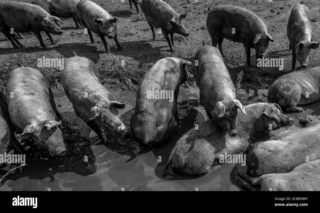 Große weiße Schweine trinken aus einem Wassertrog. Stockfoto