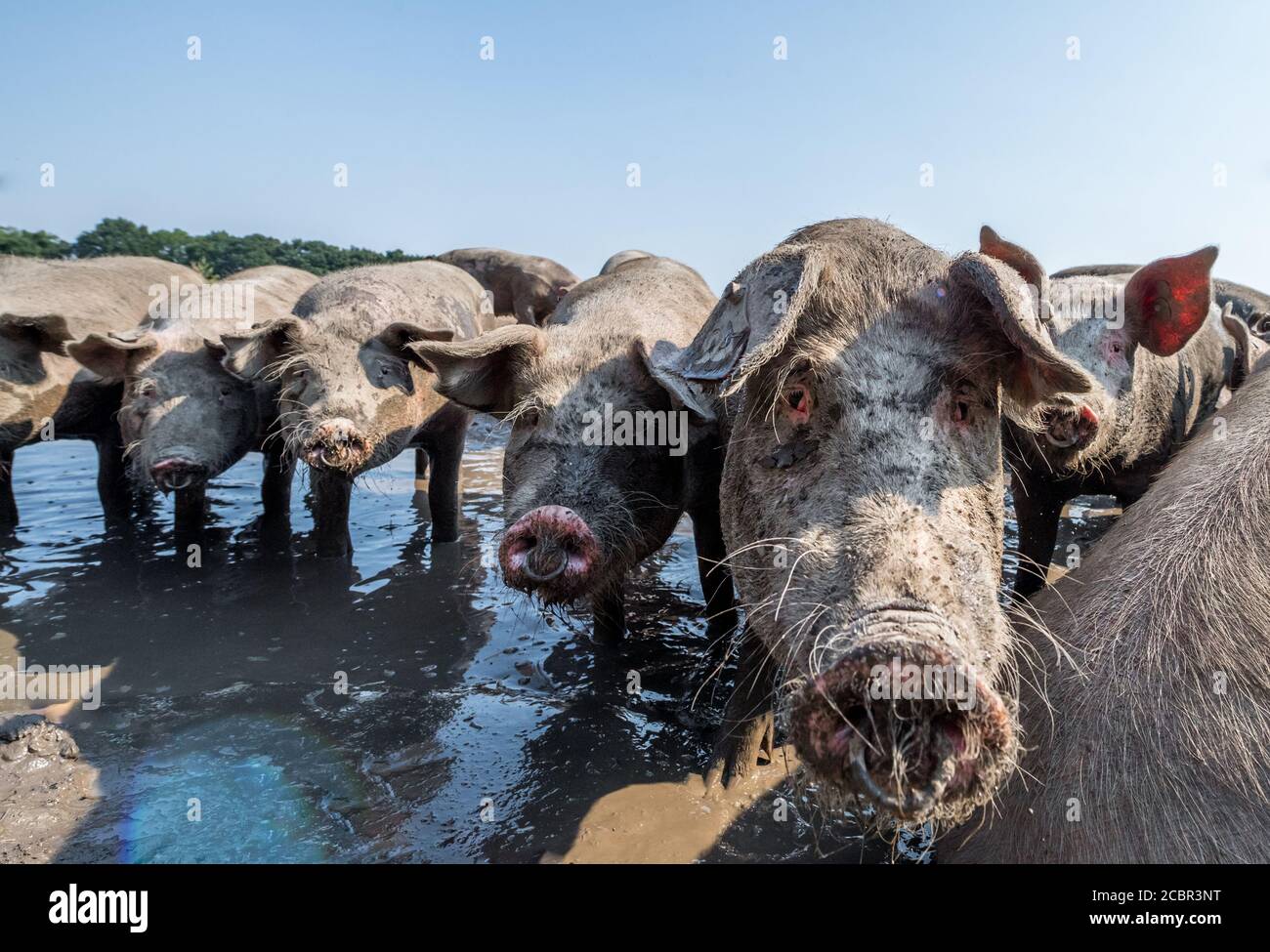 Große weiße Schweine trinken aus einem Wassertrog. Stockfoto